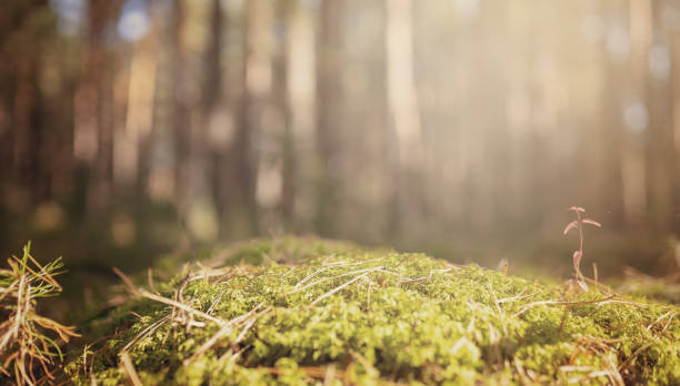 green moss in the forest for montage display product - tree set imagens e fotografias de stock