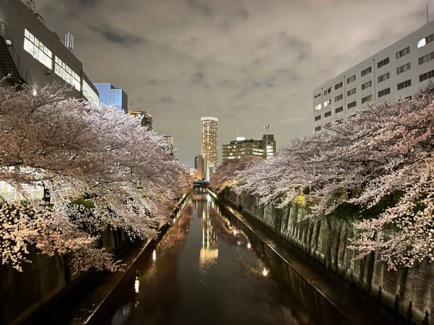 cerisiers en fleurs du japon - rivière meguro photos et images de collection