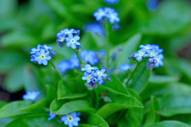 istock Myosotis / 'Forget-me-nots' Flower 1393063362
