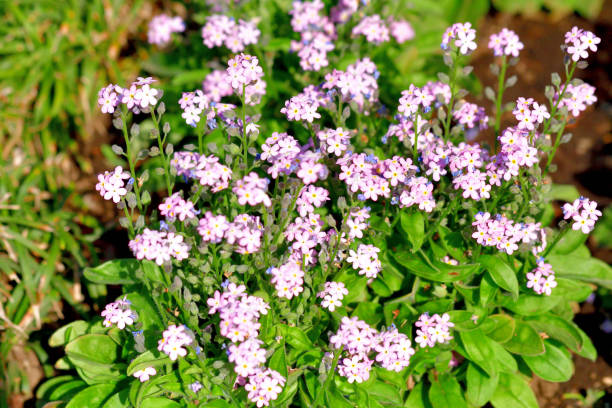 istock Myosotis / 'Forget-me-nots' Flower 1393063373