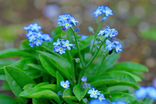 Myosotis, commonly called ‘Forget-me-nots”, is a genus of flowering plant in the family Boraginaceae and produces clusters of tiny blue, pink or white flowers. It is in bloom from late March to early June in the temperate zone.