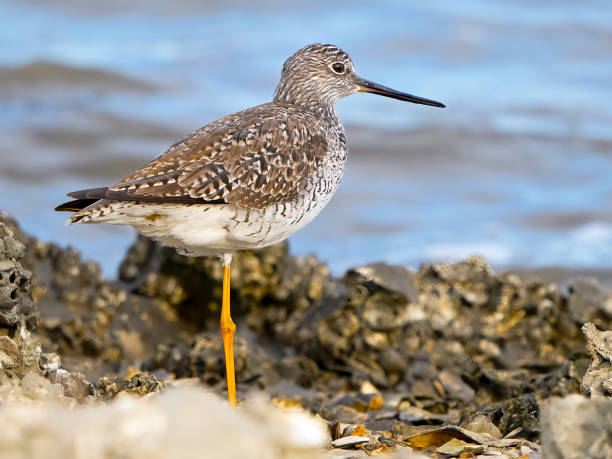 istock Greater Yellowlegs Standing on the Shoreline 1393063415