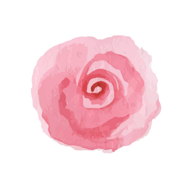 Flower icons isolated on white background. Logo sign design. Modern brush watercolor illustration. Vector Flower icons isolated on white background. Logo sign design. Modern brush watercolor illustration. Vector illustration pink flowering dogwood stock illustrations