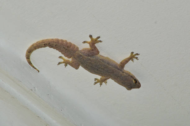 istock A Fat Gecko Lizard With A Coiled Tail On Ceiling Of House 1393068479