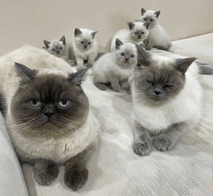Sweat kittensDomestic cat family