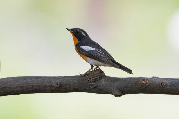 istock Mugimaki Flycatcher birds 1393069138