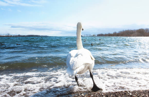 A trumpeter swan walks into Lake Ontario during a sunny, spring day in Toronto, Ontario, Canada.