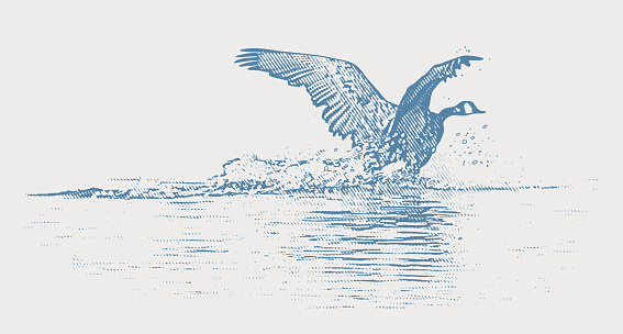 Scratchboard illustration of Canada Goose landing on lake