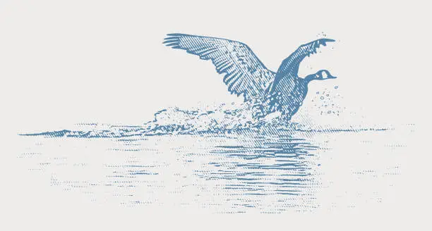 Vector illustration of Canada Goose landing on lake