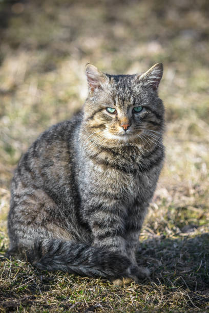 istock Domestic big striped cat sits on a dry grass 1393070492