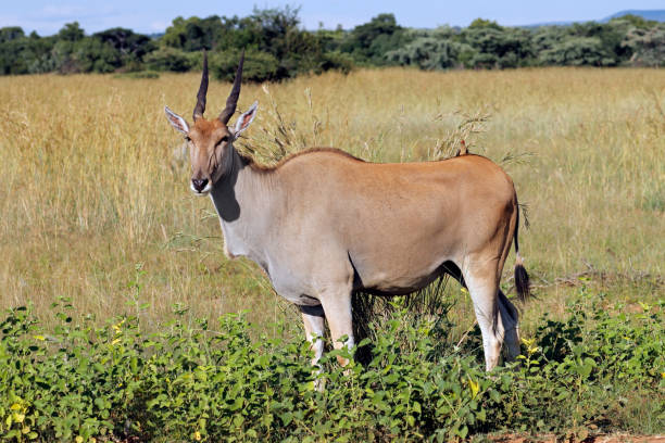 eine elandantilope (tragelaphus oryx) in natürlichem lebensraum, südafrika - eland stock-fotos und bilder
