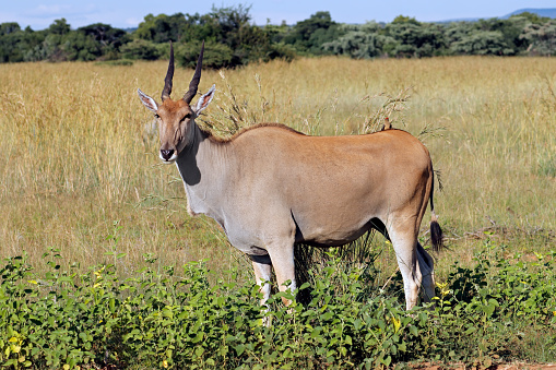 Un antílope eland (Tragelaphus oryx) en hábitat natural, Sudáfrica photo