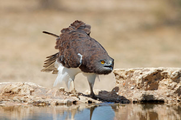 istock A black-breasted snake eagle drinking water, Kalahari desert, South Africa 1393071124