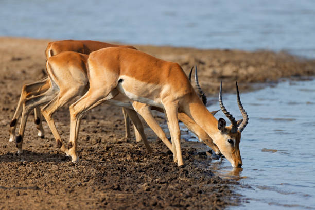 Impala antelopes drinking water, Kruger National Park, South Africa stock photo