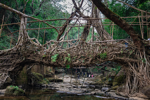 Tree Roots Trail Bridge Isolated Tree Root Bridge Natural Formed Single Decker At Day From Flat ...