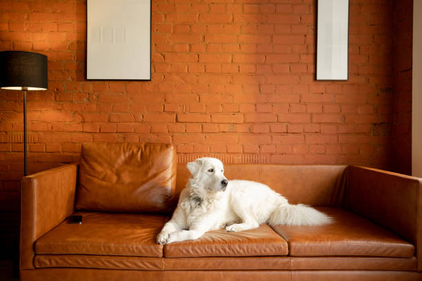 istock Cute white adorable dog on couch at modern apartment 1393078262