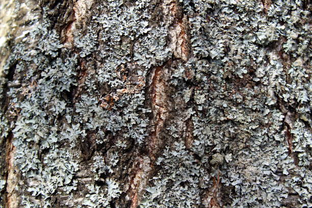Background from the bark of a tree affected by moss.