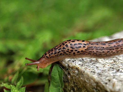 Leopard Slug or great greay slug, Limax maximus, crawling on granite stone in the garden on a rainy day.