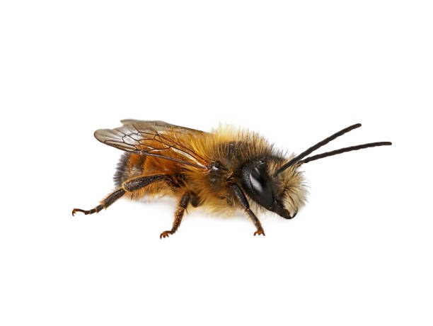 abelha selvagem macho, osmia bicornis ou abelha de pedreiro vermelho isolado em fundo branco - bicornis - fotografias e filmes do acervo