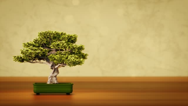 Beautiful Japanese bonsai tree with free space