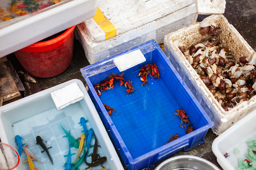 Pet Market Sell Pet Snails And Pet Crabs Stock Photo - Download Image