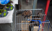 istock Squirrel for sale at pet market 1393080083