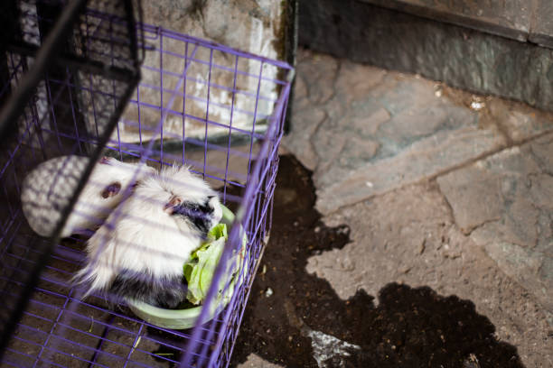 Guinea pig in a cage at a pet market Guinea pig in a cage at a pet market rat cage stock pictures, royalty-free photos & images