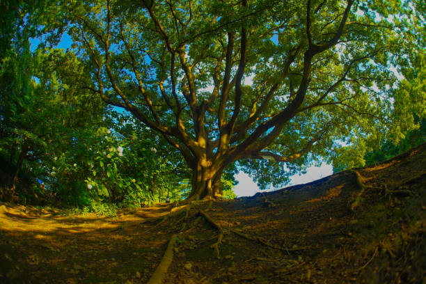 Oki of the Inos Head Special Park. Shooting Location: Mitaka City, Tokyo