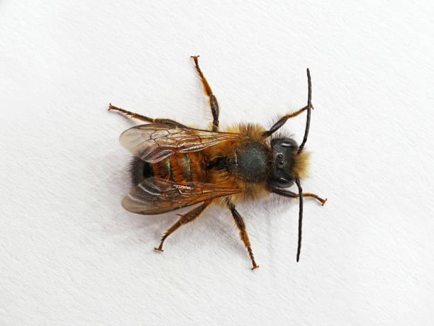 top view of male wild bee, osmia bicornis or red mason bee isolated on white background - bicornis imagens e fotografias de stock