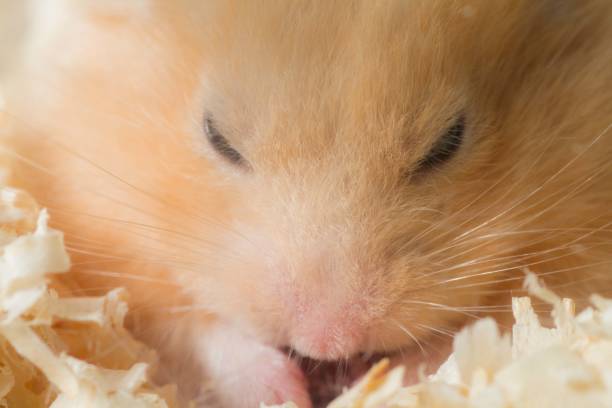 istock a little hamster eating foods 1393080904