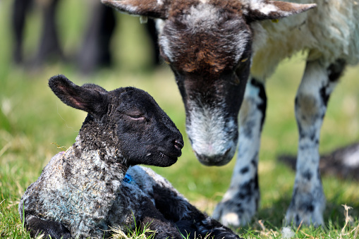 Small ouessant (or Ushant) sheep lamb grazing on dandelion stalks, another animals near