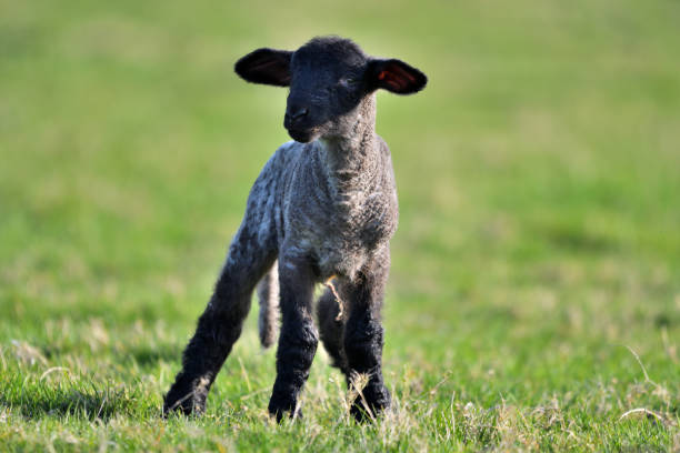 cordero en campo de hierba - livestock rural scene newborn animal ewe fotografías e imágenes de stock