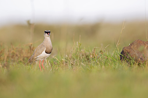 A bird photographed at surface level in a meadow at a Nairobi national park.