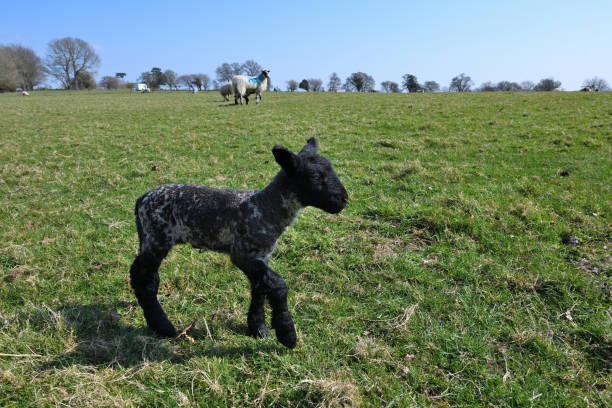 풀밭에있는 양고기 - livestock rural scene newborn animal ewe 뉴스 사진 이미지