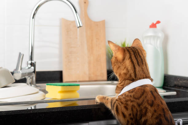 istock Bengal cat washes dishes in the sink in the kitchen. 1393083613
