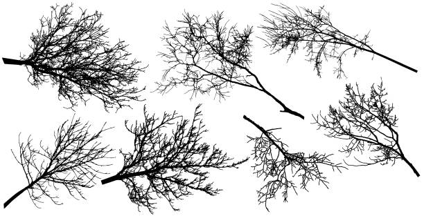 illustrations, cliparts, dessins animés et icônes de branche nue d’arbre à feuilles caduques, ensemble de silhouette. illustration vectorielle - tree silhouette branch bare tree