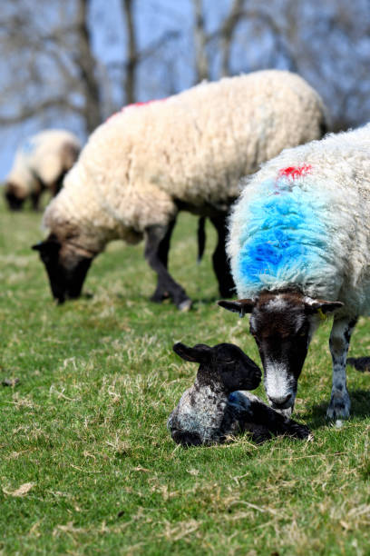 풀밭에있는 양과 양 (수직) - livestock rural scene newborn animal ewe 뉴스 사진 이미지