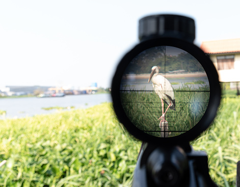 Scope rifle aimed at pelicans