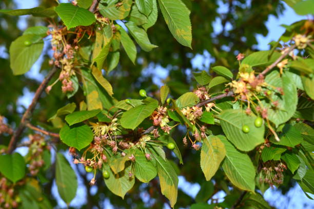istock Wild green little berries in growth 1393083952