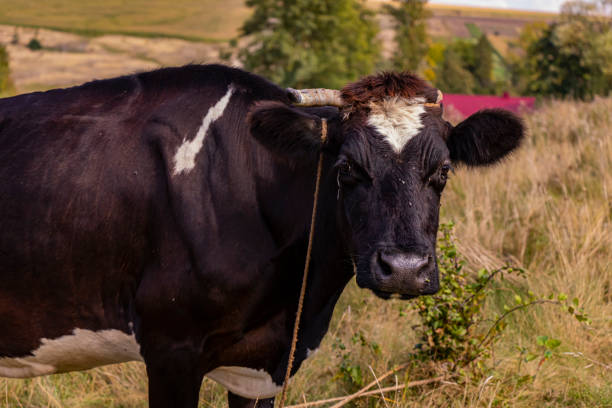 schwarze kuh an der leine nahaufnahme - herbivorous close up rear end animal head stock-fotos und bilder