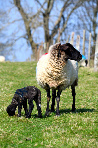 어린 양을 가진 양 - livestock rural scene newborn animal ewe 뉴스 사진 이미지