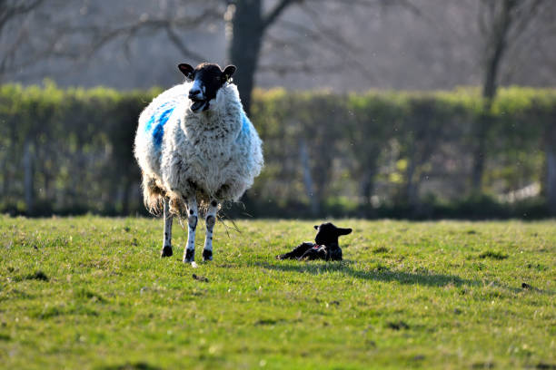 어린 양을 가진 양 - livestock rural scene newborn animal ewe 뉴스 사진 이미지