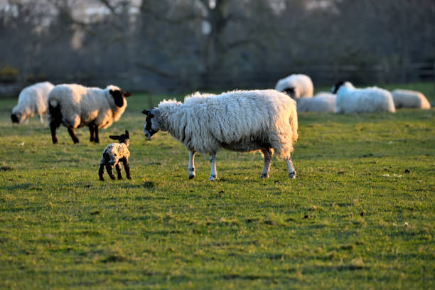 istock Sheep with newly born lamb 1393088640