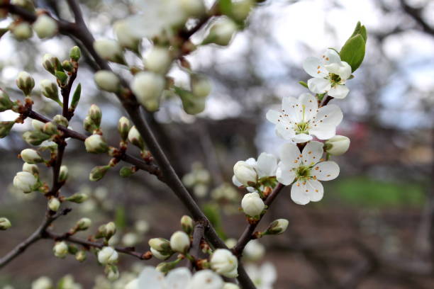 istock White plum blossoms bloom in spring in warm weather. 1393088752
