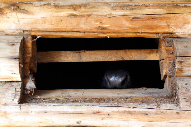 istock The cow's nose is visible in the stall window. 1393088855