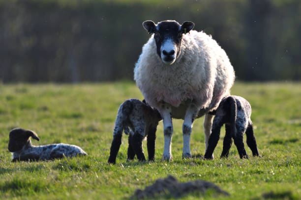 ovejas con tres corderos - livestock rural scene newborn animal ewe fotografías e imágenes de stock