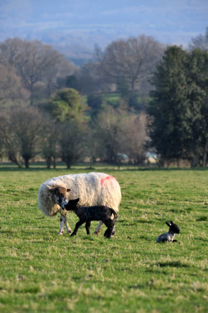 양 두 마리와 양 - livestock rural scene newborn animal ewe 뉴스 사진 이미지