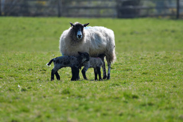 ovejas con dos corderos amamantando - livestock rural scene newborn animal ewe fotografías e imágenes de stock