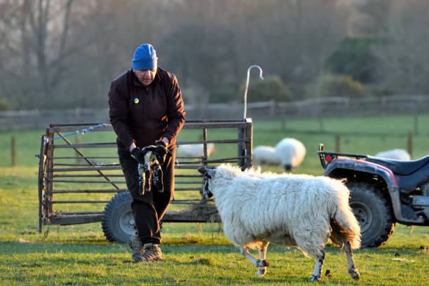 istock Shepherd and lamb, Sussex UK 1393089845