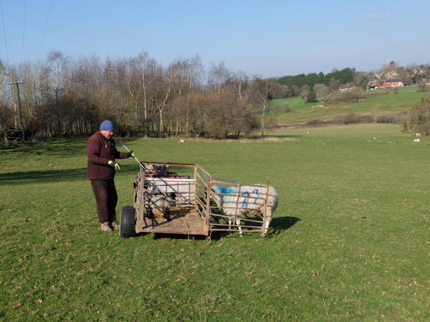 istock Shepherd using shepherd's crook, Sussex UK 1393090533